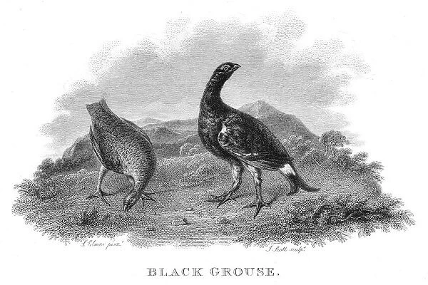 Black grouse engraving 1802