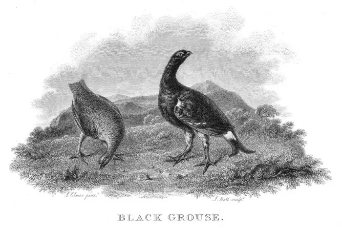Framed Print : Black grouse engraving 1802 Framed Print : Black grouse engraving 1802