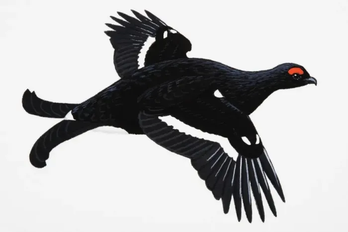 Framed Print : Black Grouse (Tetrao tetrix), large adult male game bird