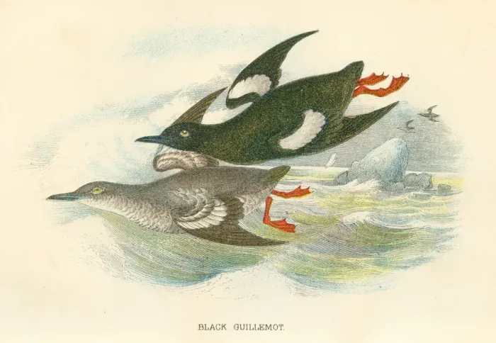 Framed Print : Black Gullemot birds from Great Britain 1897 Framed Print : Black Gullemot birds from Great Britain 1897