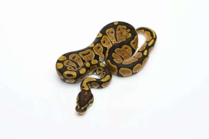 Framed Print : Black Head Spider Het Albino Possible Het Ghost Ball Python or Royal Python -Python regius-, female Framed Print : Black Head Spider Het Albino Possible Het Ghost Ball Python or Royal Python -Python regius-, female