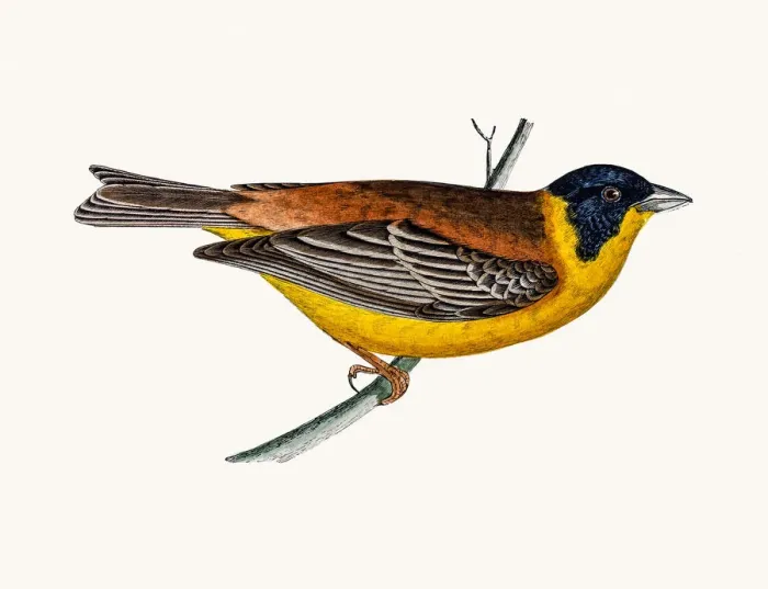 Framed Print : Black Headed Bunting bird Framed Print : Black Headed Bunting bird