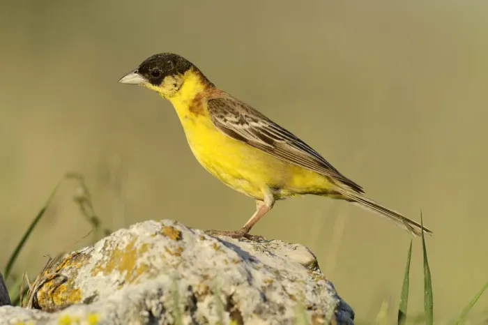Framed Print : Black-headed Bunting -Emberiza melanocephala- standing on a stone, Rhodopes, Bulgaria Framed Print : Black-headed Bunting -Emberiza melanocephala- standing on a stone, Rhodopes, Bulgaria