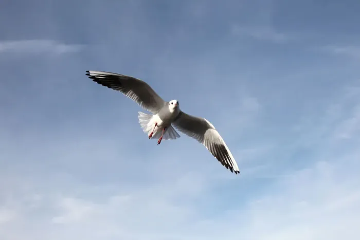 Framed Print : Black-headed gull -Larus ridibundus-, in non-breeding plumage, in flight, Bavaria, Germany, Europe Framed Print : Black-headed gull -Larus ridibundus-, in non-breeding plumage, in flight, Bavaria, Germany, Europe