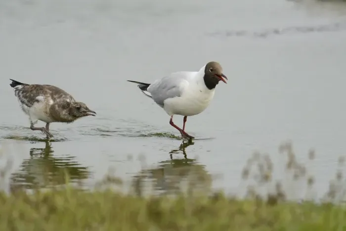 Framed Print : Black-headed gull -Larus ridibundus-, with chick, Texel, The Netherlands, Europe