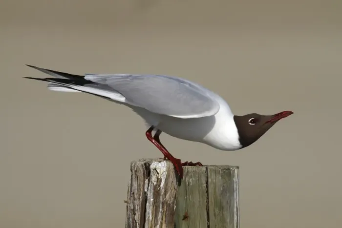 Framed Print : Black-headed Gull -Larus ridibundus-, male perched on rotting fence post, submissive posture, Camarque, France, Europe Framed Print : Black-headed Gull -Larus ridibundus-, male perched on rotting fence post, submissive posture, Camarque, France, Europe