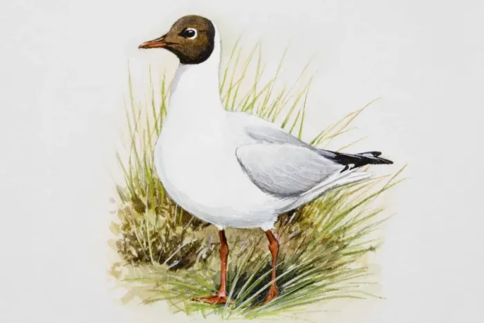 Framed Print : Black-headed gull (Larus ridibundus), standing in grass, side view Framed Print : Black-headed gull (Larus ridibundus), standing in grass, side view