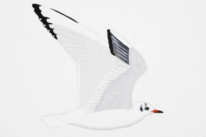 Framed Print : Black-headed Gull (Larus ridibundus), adult, winter Framed Print : Black-headed Gull (Larus ridibundus), adult, winter