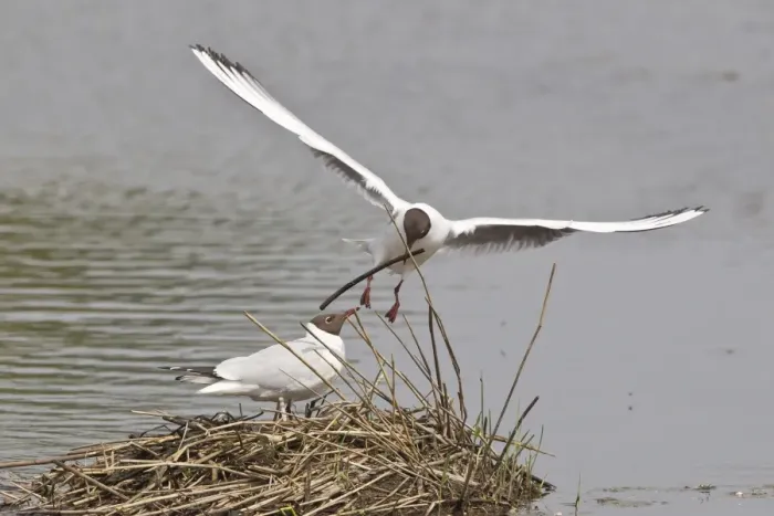 Framed Print : Black-headed Gull -Larus ridibundus- approaching nest with nesting material, Muenster, North Rhine-Westphalia, Germany
