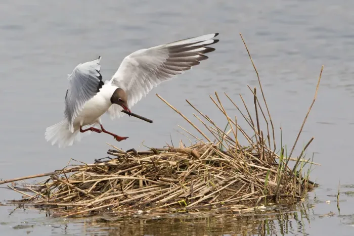 Framed Print : Black-headed Gull -Larus ridibundus- with nesting material on approach to nest, North Rhine-Westphalia, Germany Framed Print : Black-headed Gull -Larus ridibundus- with nesting material on approach to nest, North Rhine-Westphalia, Germany