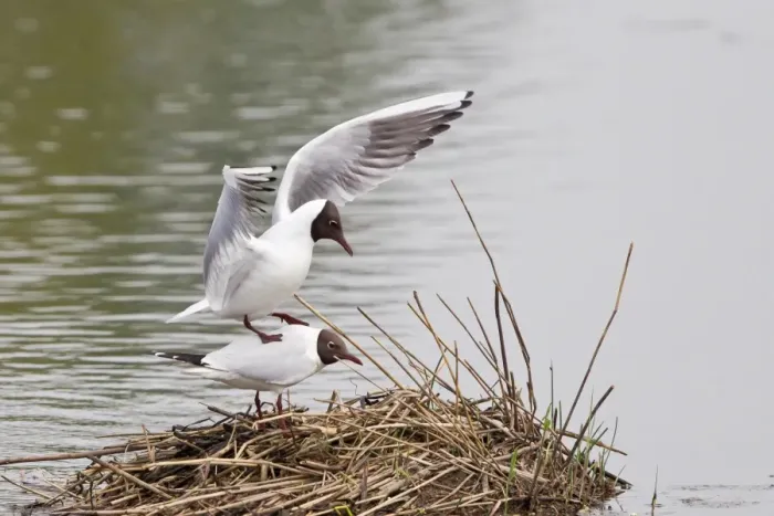 Framed Print : Black-headed gulls -Larus ridibundus-, mating, Muenster, North Rhine-Westphalia, Germany Framed Print : Black-headed gulls -Larus ridibundus-, mating, Muenster, North Rhine-Westphalia, Germany