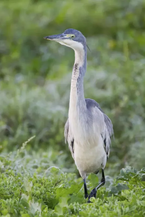 Framed Print : Black-headed heron -Ardea melanocephala- at Addo Elephant Park, South Africa Framed Print : Black-headed heron -Ardea melanocephala- at Addo Elephant Park, South Africa