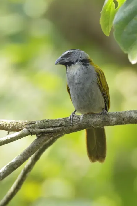 Framed Print : Black-headed Saltator (Saltator atriceps)