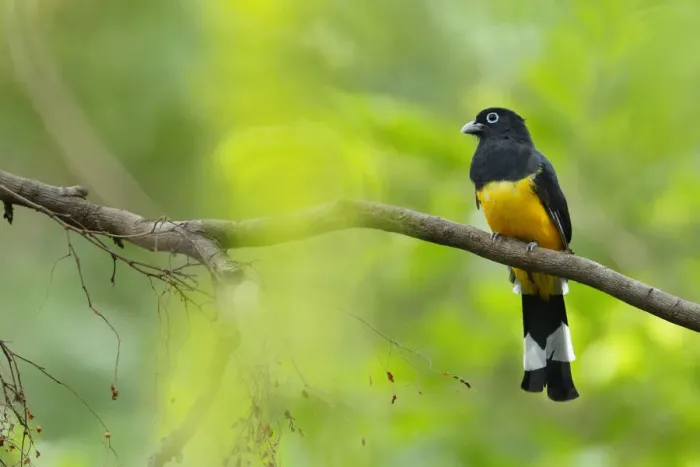Framed Print : Black-headed Trogon Framed Print : Black-headed Trogon