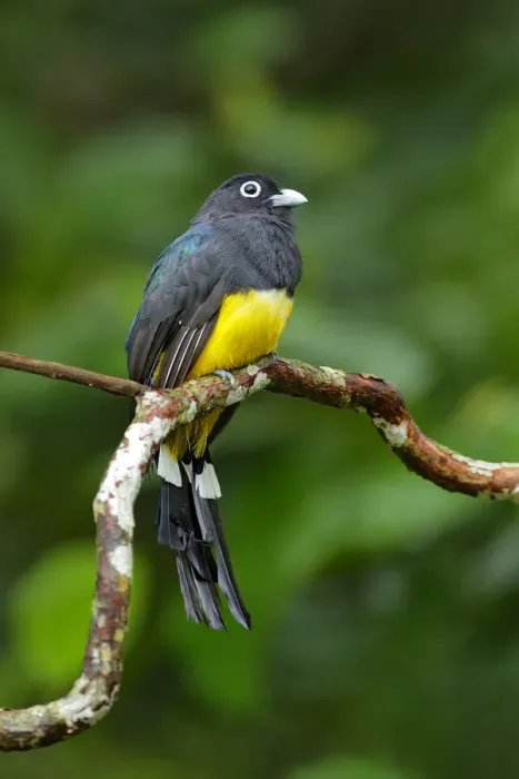 Framed Print : Black-headed Trogon Framed Print : Black-headed Trogon