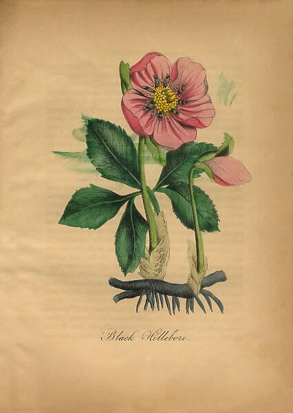 Black Hellebore, Victorian Botanical Illustration
