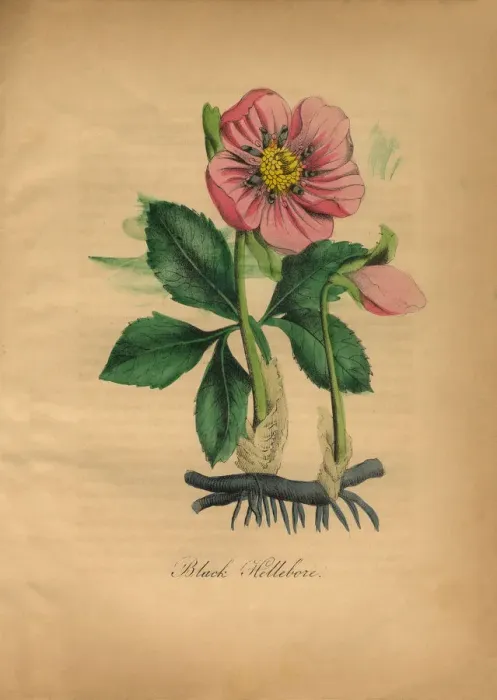 Framed Print : Black Hellebore, Victorian Botanical Illustration Framed Print : Black Hellebore, Victorian Botanical Illustration
