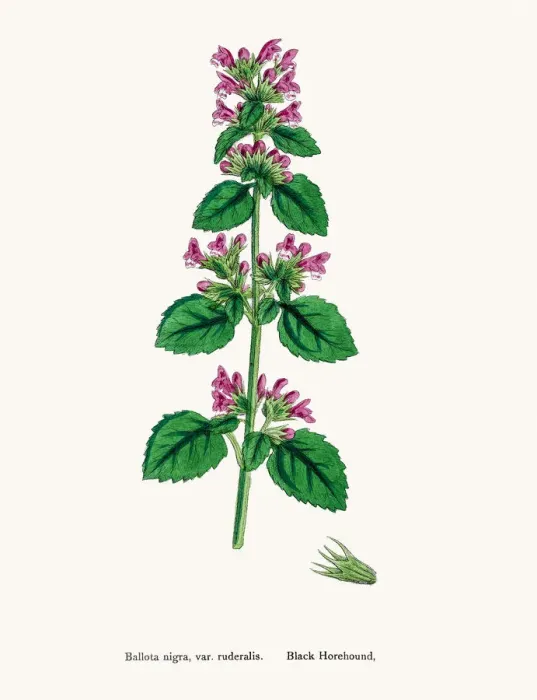 Framed Print : Black Horehound plant Framed Print : Black Horehound plant