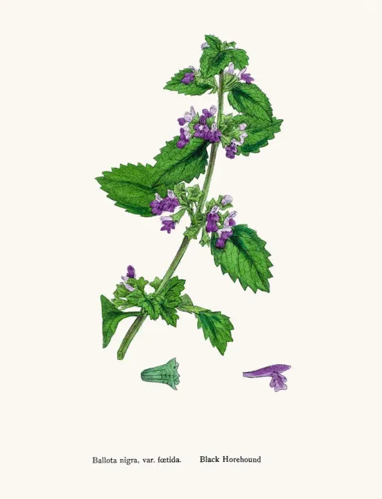 Framed Print : Black Horehound plant Framed Print : Black Horehound plant