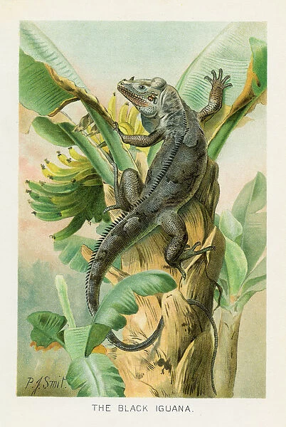 Black iguana chromolithograph 1896