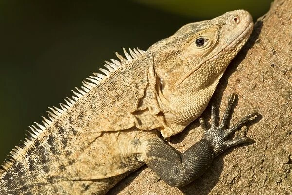 Black Iguana, Costa Rica
