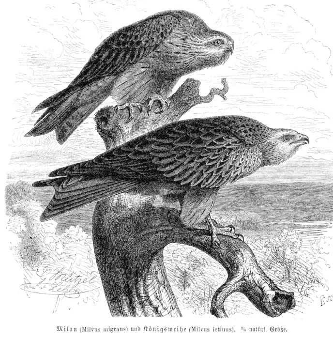 Framed Print : Black kite engraving 1892 Framed Print : Black kite engraving 1892
