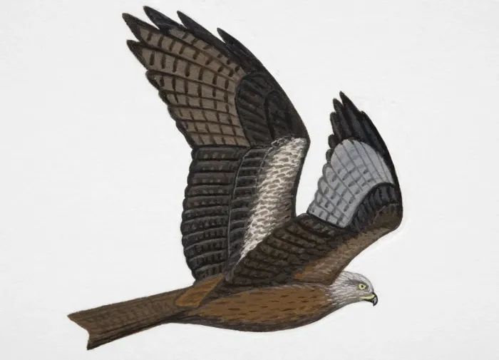 Framed Print : Black Kite (Milvus migrans), adult Framed Print : Black Kite (Milvus migrans), adult