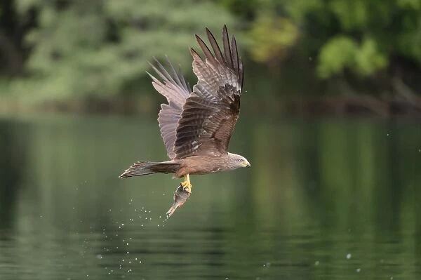 Black Kite -Milvus migrans- flying with a captured fish over a lake, Mecklenburg-Western Pomerania, Germany
