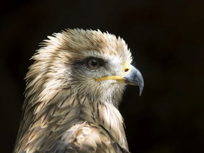 Framed Print : Black kite (Milvus migrans), portrait. Pyrenees, France