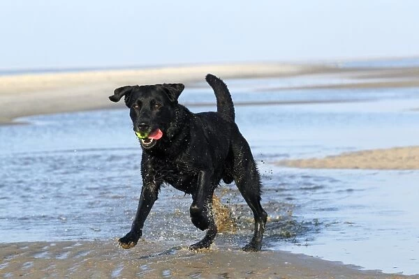 Black Labrador Retriever dog -Canis lupus familiaris-, male dog with a ball on the beach, dog breed