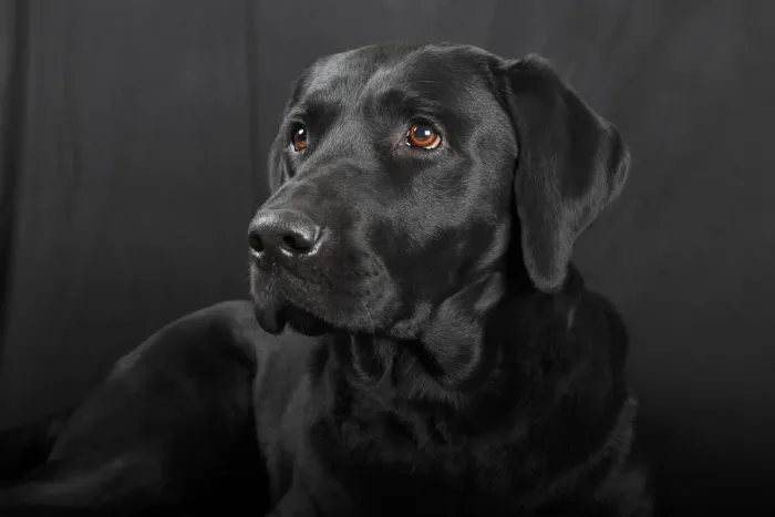 Framed Print : Black Labrador Retriever dog, male, Germany Framed Print : Black Labrador Retriever dog, male, Germany