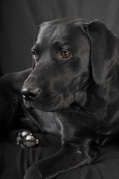 Black Labrador Retriever dog, male, Germany