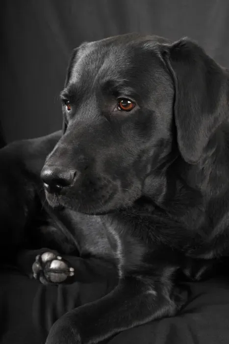 Framed Print : Black Labrador Retriever dog, male, Germany Framed Print : Black Labrador Retriever dog, male, Germany