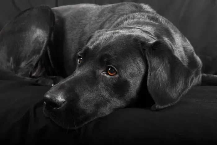 Framed Print : Black Labrador Retriever dog, male, Germany Framed Print : Black Labrador Retriever dog, male, Germany