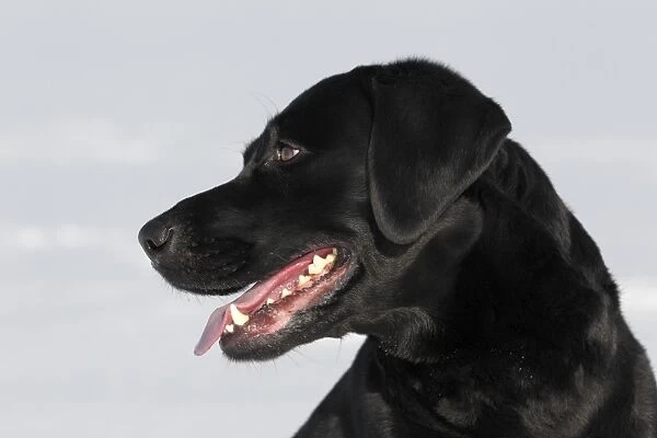 Black Labrador Retriever, male dog, in the snow, Germany