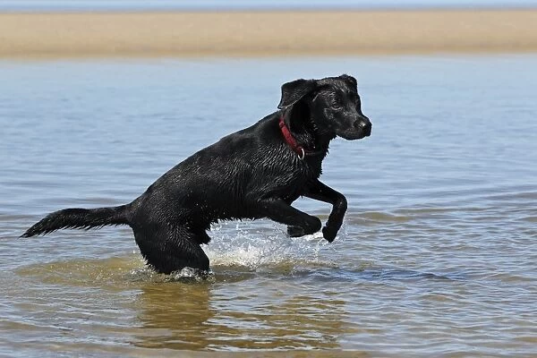 Black Labrador Retriever playing in the water at a dog beach, young male