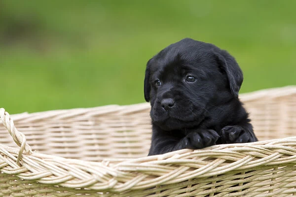 Black Labrador Retriever puppy sitting in a basket