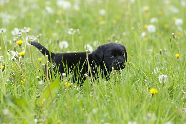Black Labrador Retriever puppy walking through tall grass