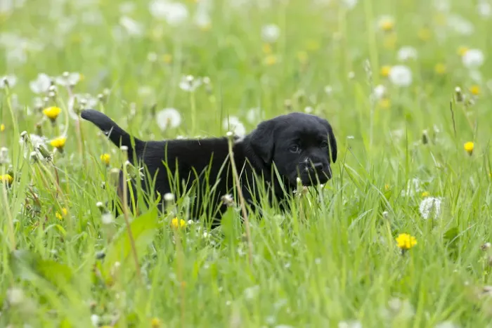 Framed Print : Black Labrador Retriever puppy walking through tall grass Framed Print : Black Labrador Retriever puppy walking through tall grass
