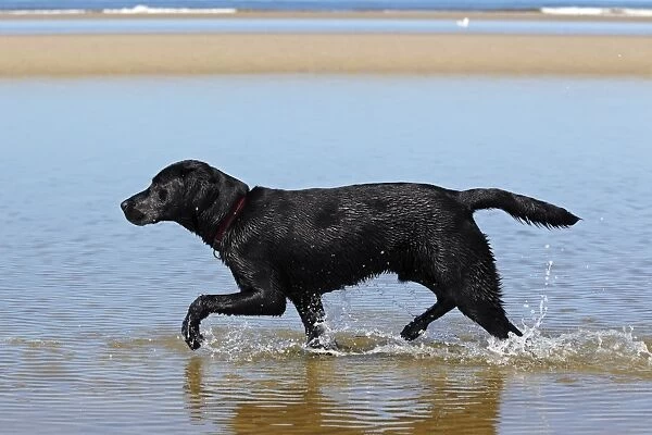 Black Labrador Retriever walking along the water line on beach, at dog beach, young male