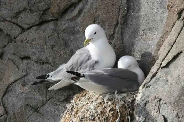 Framed Print : Black-legged kittiwake -Rissa tridactyla- on nest, bird cliffs, Ekkeroy, Varanger, Norway