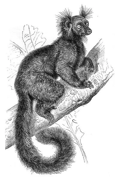 Black Lemur engraving 1895