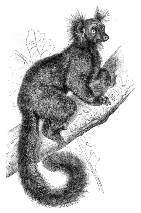Framed Print : Black Lemur engraving 1895