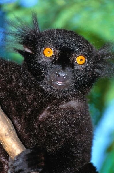 Black lemur (Eulemur macaco), close-up