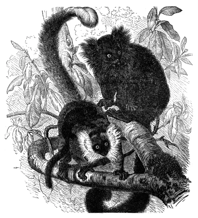 Framed Print : Black lemur (Lemur macaco) Framed Print : Black lemur (Lemur macaco)