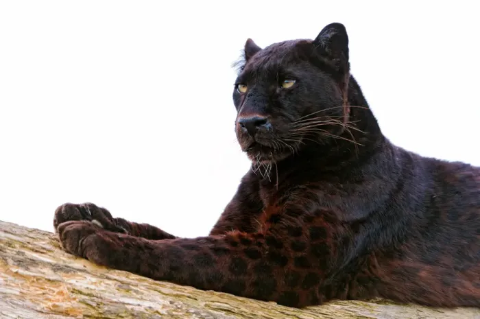 Framed Print : Black leopard Framed Print : Black leopard