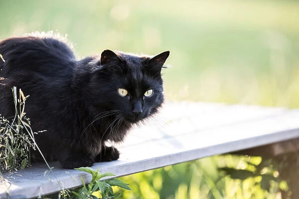 Black long hair cat