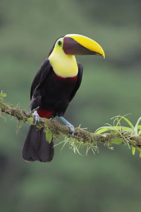 Framed Print : Black-mandibled Toucan Framed Print : Black-mandibled Toucan