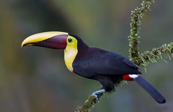 Black-mandibled toucan on branch