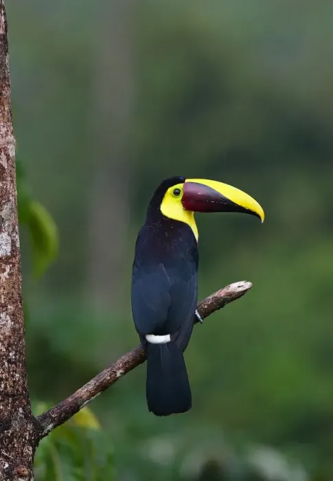 Framed Print : Black-mandibled toucan on branch Framed Print : Black-mandibled toucan on branch